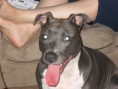 /album/photogallery/dogs-025-jpg/